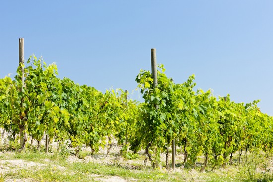Vigneti