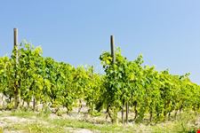 Vigneti