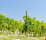 Vigneti Vigneti