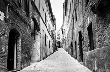  siena