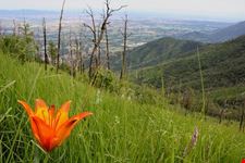  bucine in fiore