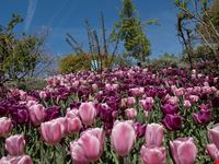  giardini botanici di merano
