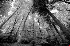  arboreto di vallombrosa
