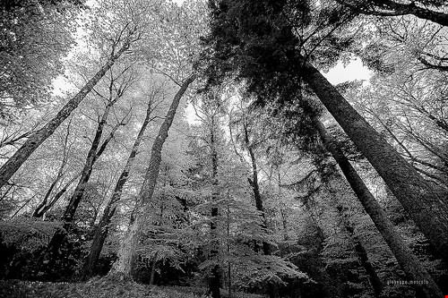 Arboreto di Vallombrosa - imagina (www.giuseppemoscato.com) - imagina (www.giuseppemoscato.com) - Attribution-NonCommercial-ShareAlike (http://creativecommons.org/licenses/by-nc-sa/2.0/)