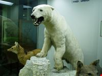 Genova e il Museo di Storia Naturale....