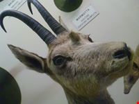 Un particolare del Museo di Storia Naturale di GENOVA