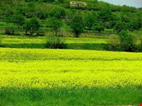 colli euganei