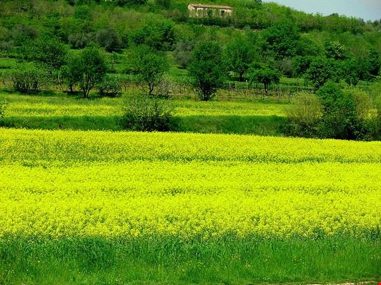  Arquà Petrarca Roberto orgera - Pubblico dominio Roberto orgera