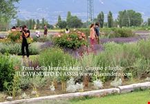 festa della lavanda italia assisi