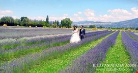 festa della lavanda italia 2016 assisi