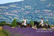 festa della lavanda italia passeggiata a cavallo assisi