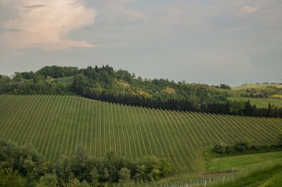 Oriolo dei Fichi