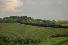 Oriolo dei Fichi