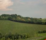 Oriolo dei Fichi Oriolo dei Fichi