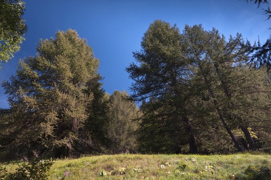 Salbertrand
