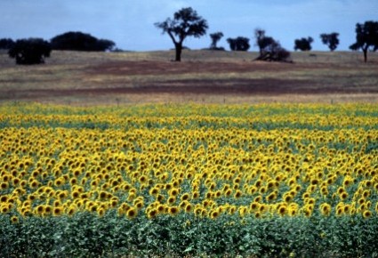 prato fiorito antelejo