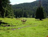 Parco Naturale di Paneveggio
