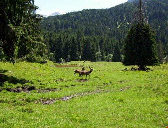 Parco naturale di Paneveggio - Adert - Adert - https://it.wikipedia.org