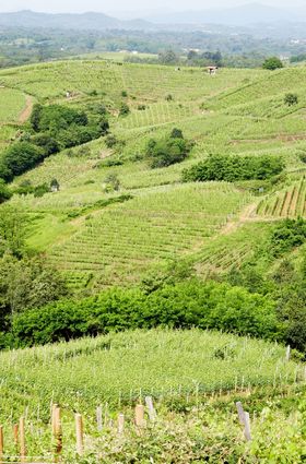 In primavera