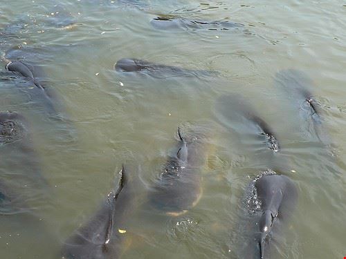  Pattaya johnmuk - Attribution-NonCommercial-ShareAlike (http://creativecommons.org/licenses/by-nc-sa/2.0/) johnmuk