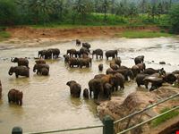 elefanti dello sri lanka