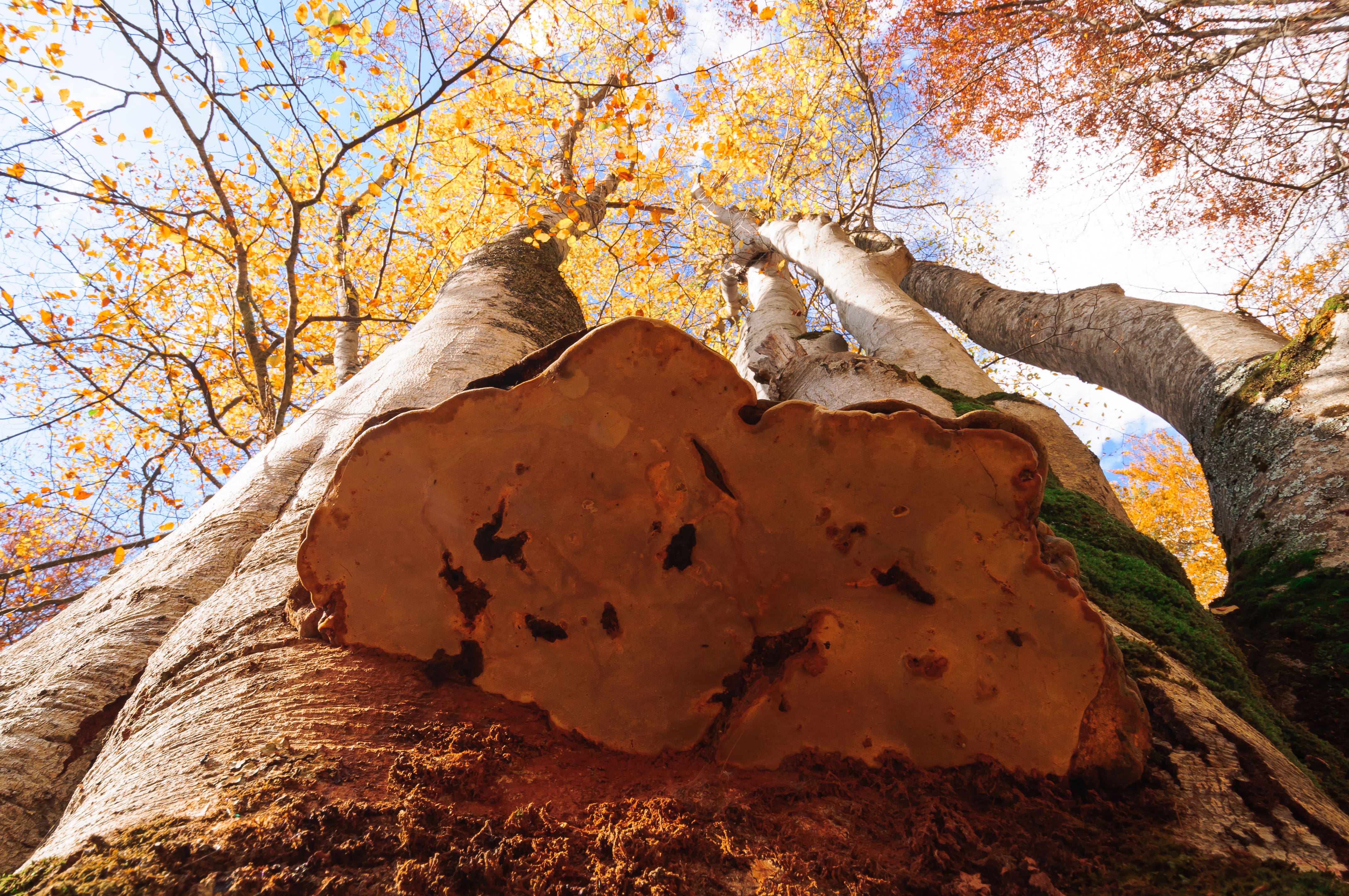 Pescocostanzo_Bosco
