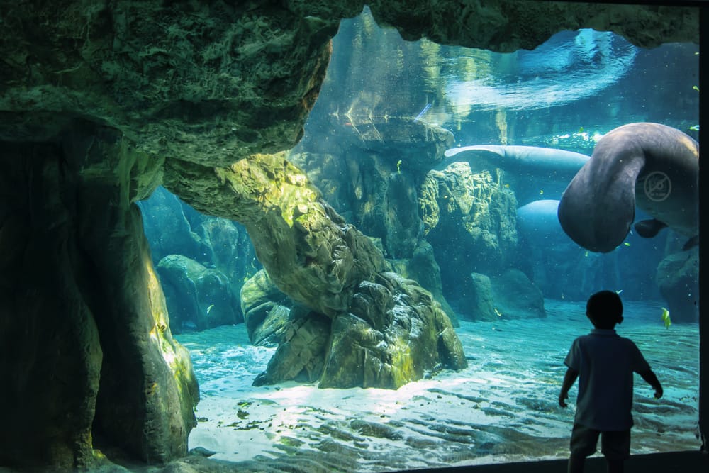 Acquario di Genova_1872388075