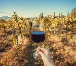 Bio_wine Bio_wine
