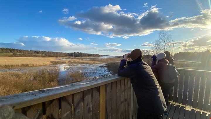 birdwatching in italia_1713456583