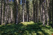 Bosco_che_suona_Predazzo