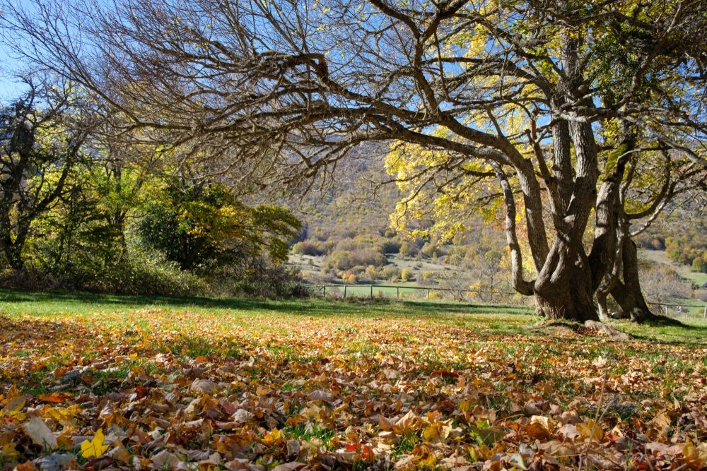 Bosco di Sant'Antonio