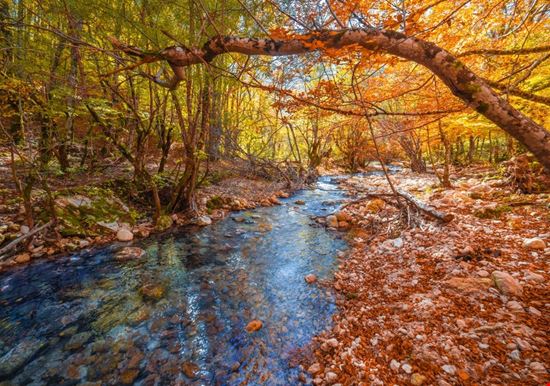 Camosciara_Abruzzo Camosciara_Abruzzo  