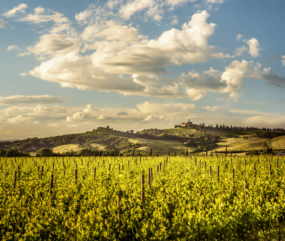 castello banfi_693669595