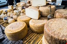 casu-marzu