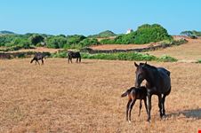 Cavalli_a_Minorca