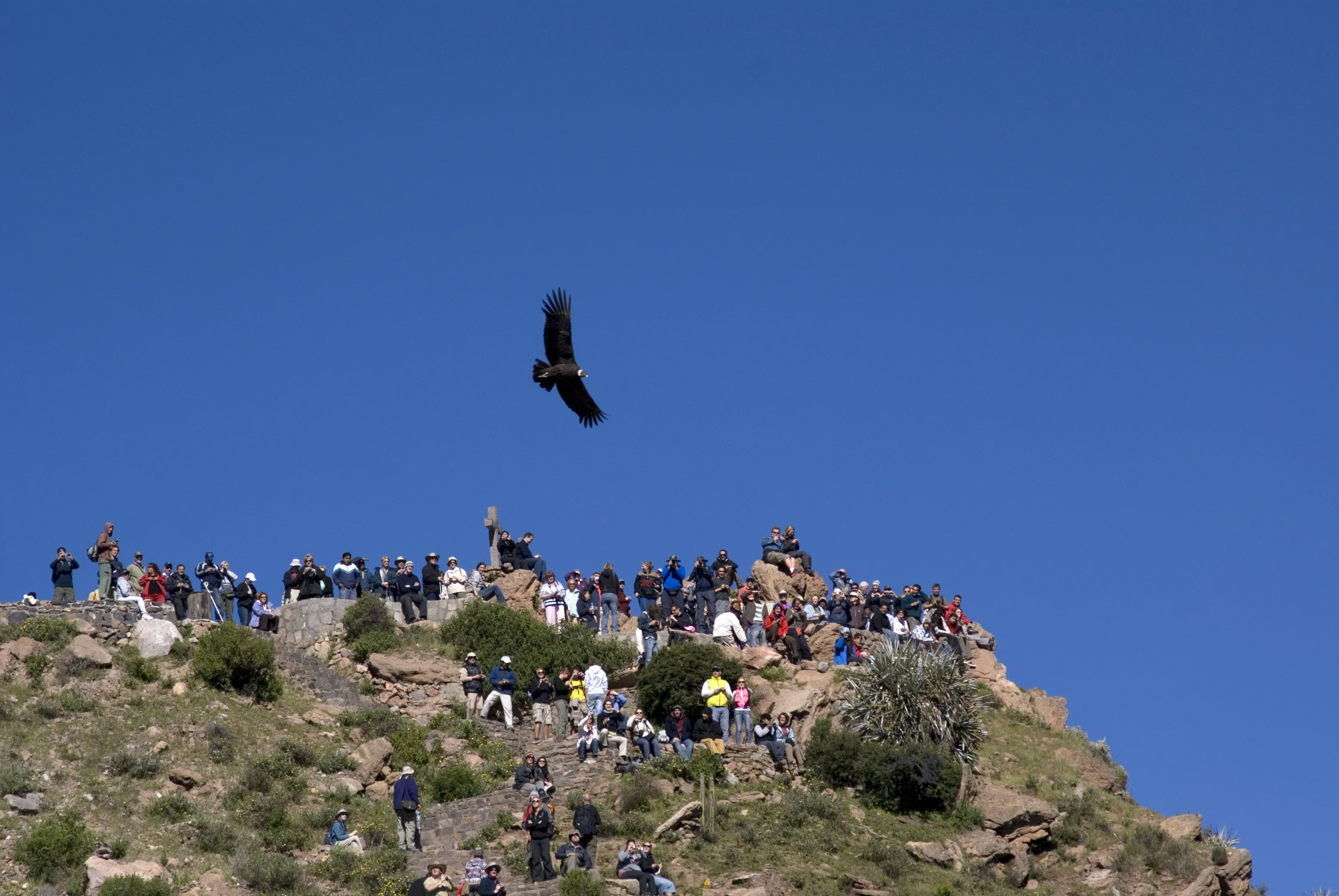 Colca_227482286-min.jpeg