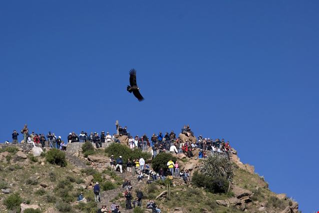 Colca_canyon