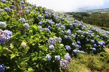 faial azores_2055692546