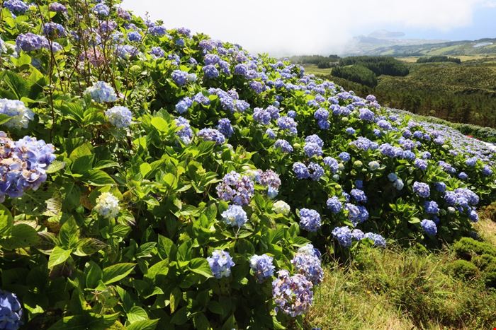 Faial - faial azores_2055692546