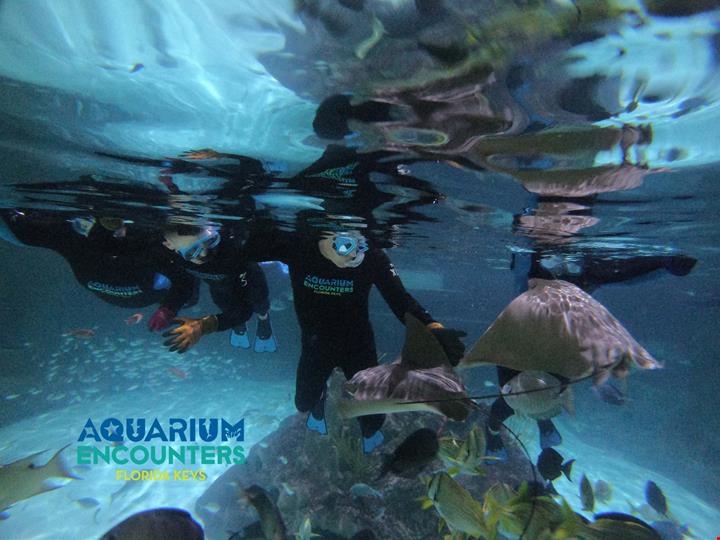 Florida Keys_Marathon_aquarium Encounters
