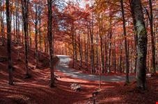 forca d'acero_741909862