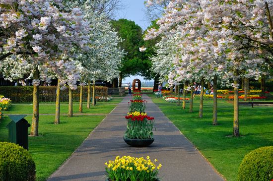 Keukenhof_101171914 Keukenhof_101171914  