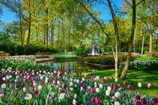 Keukenhof_1255109788