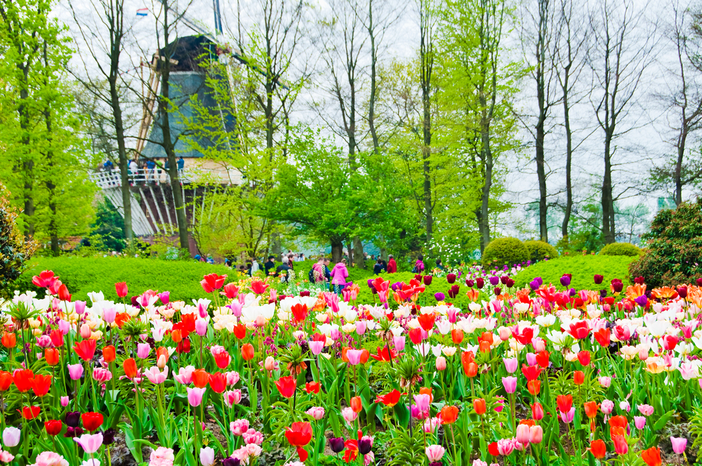 Keukenhof_223568110
