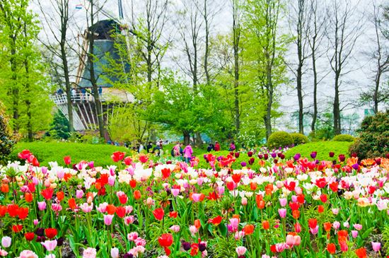 Keukenhof_223568110 Keukenhof_223568110  