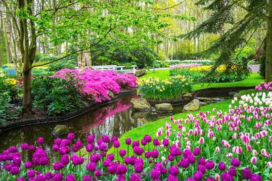 Keukenhof_392320357 Keukenhof_392320357  