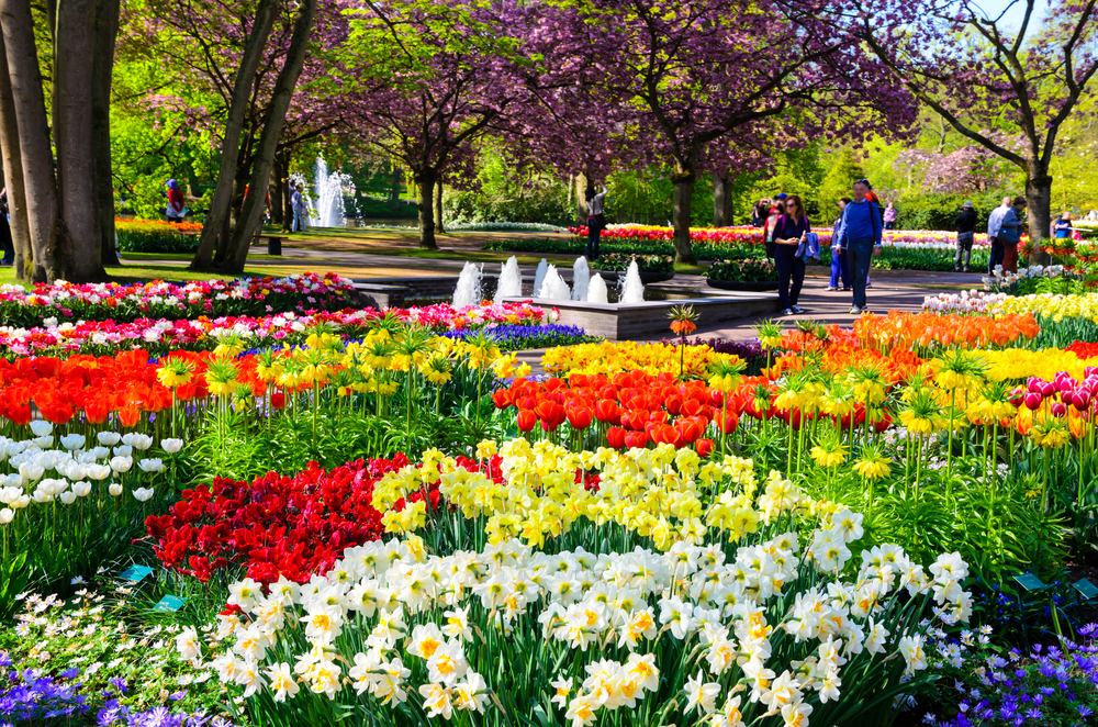 Keukenhof_428218516