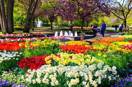 Keukenhof_428218516 Keukenhof_428218516  