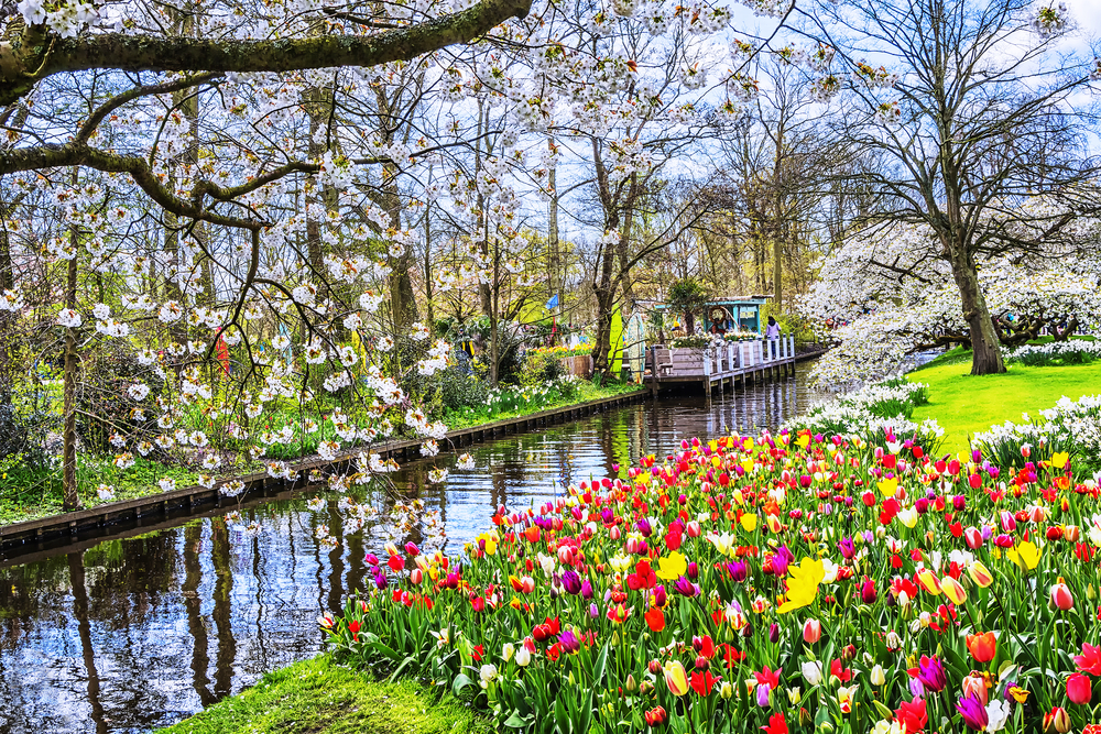 Keukenhof_546097633