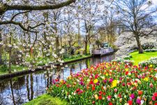 Keukenhof_546097633